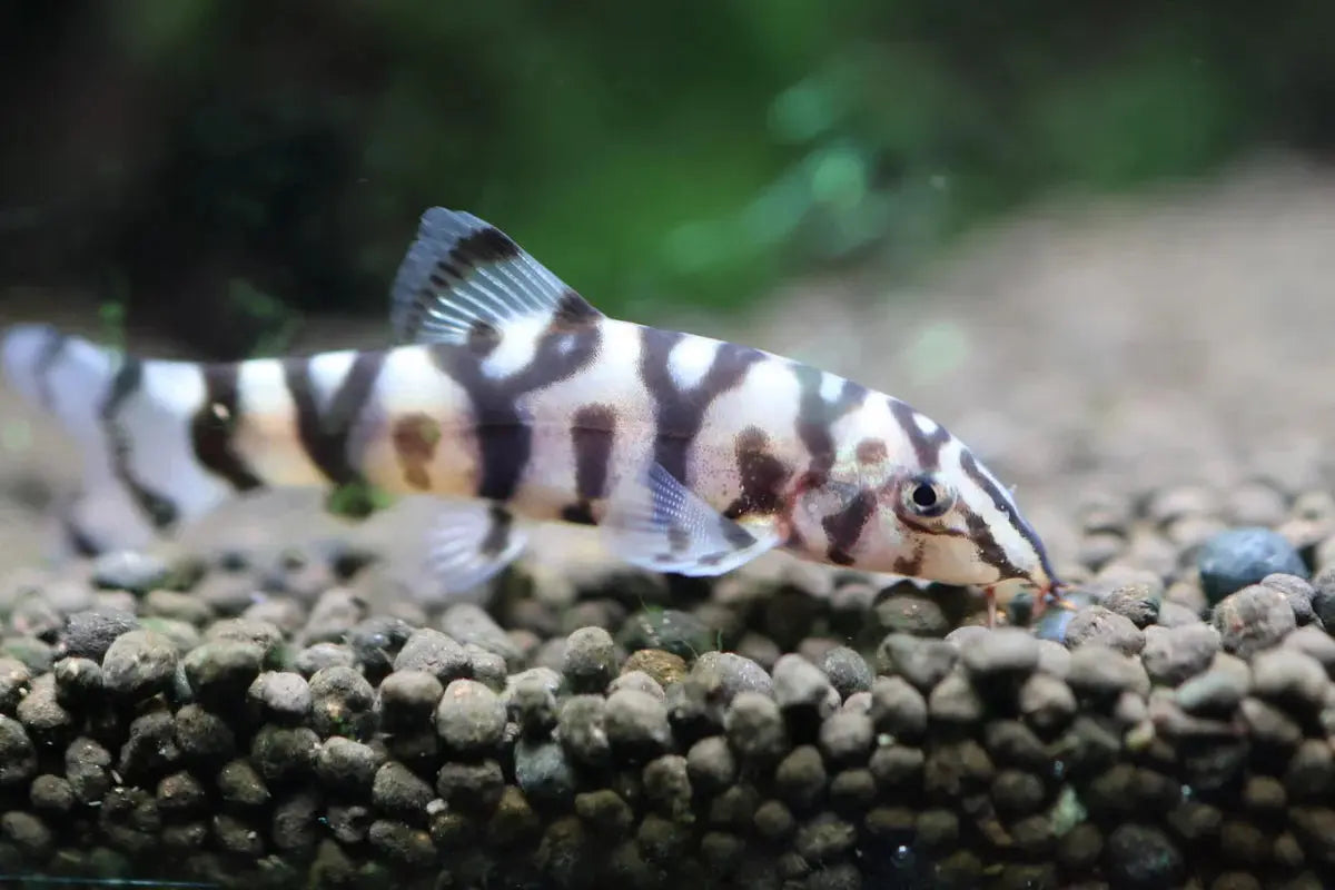 Pakistani Loach (Yoyo Loach) – freshwater bottom-dwelling fish with black and silver markings, resting near plants and rocks in an aquarium.