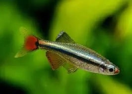 White Cloud Minnow (Tanichthys albonubes) – peaceful nano fish swimming in community tank
