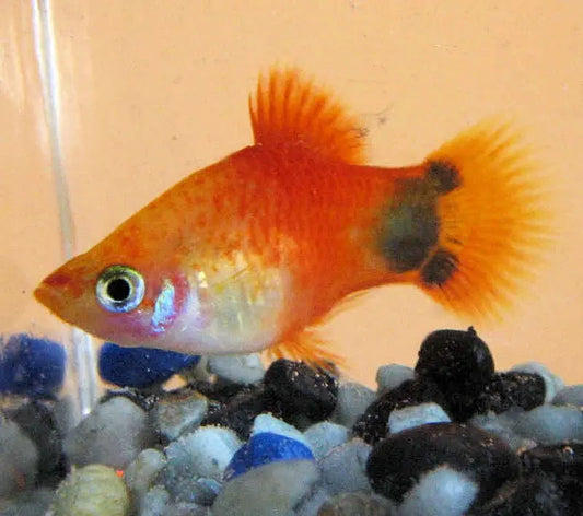Platy Mickey Mouse Tropical Treasures Wyo