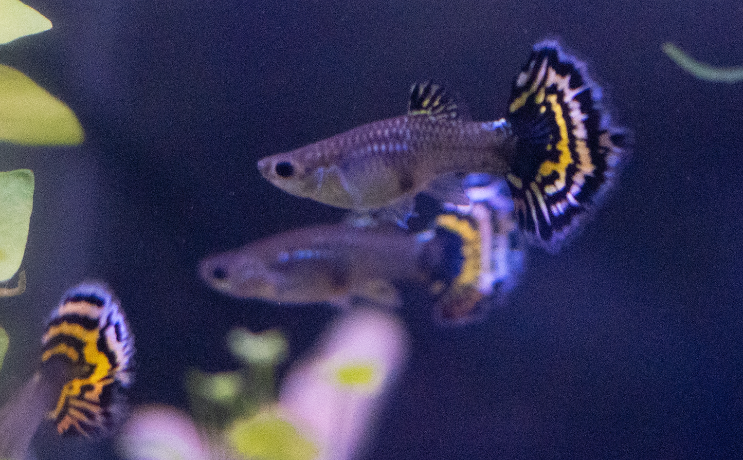 Yellow Tiger Halfmoon Guppy - COMING SOON