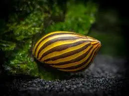 Neritina natalensis showing bold zebra-striped shell pattern