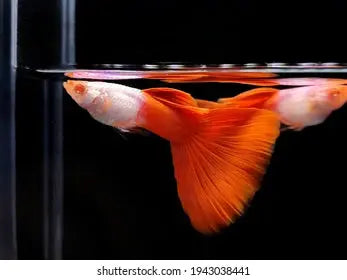 Redtail Silverado Guppy – small freshwater guppy with a shimmering silver body and bright red tail, swimming in a planted aquarium.