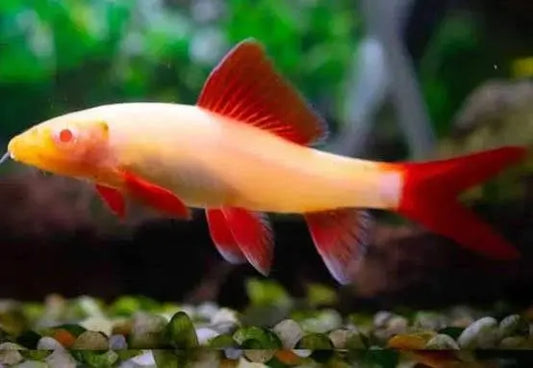 Albino Rainbow Shark with white body and red fins in aquarium