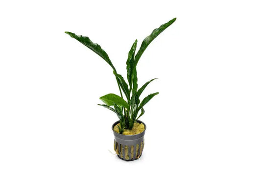 Anubias Supernova Tropical Treasures Wyo