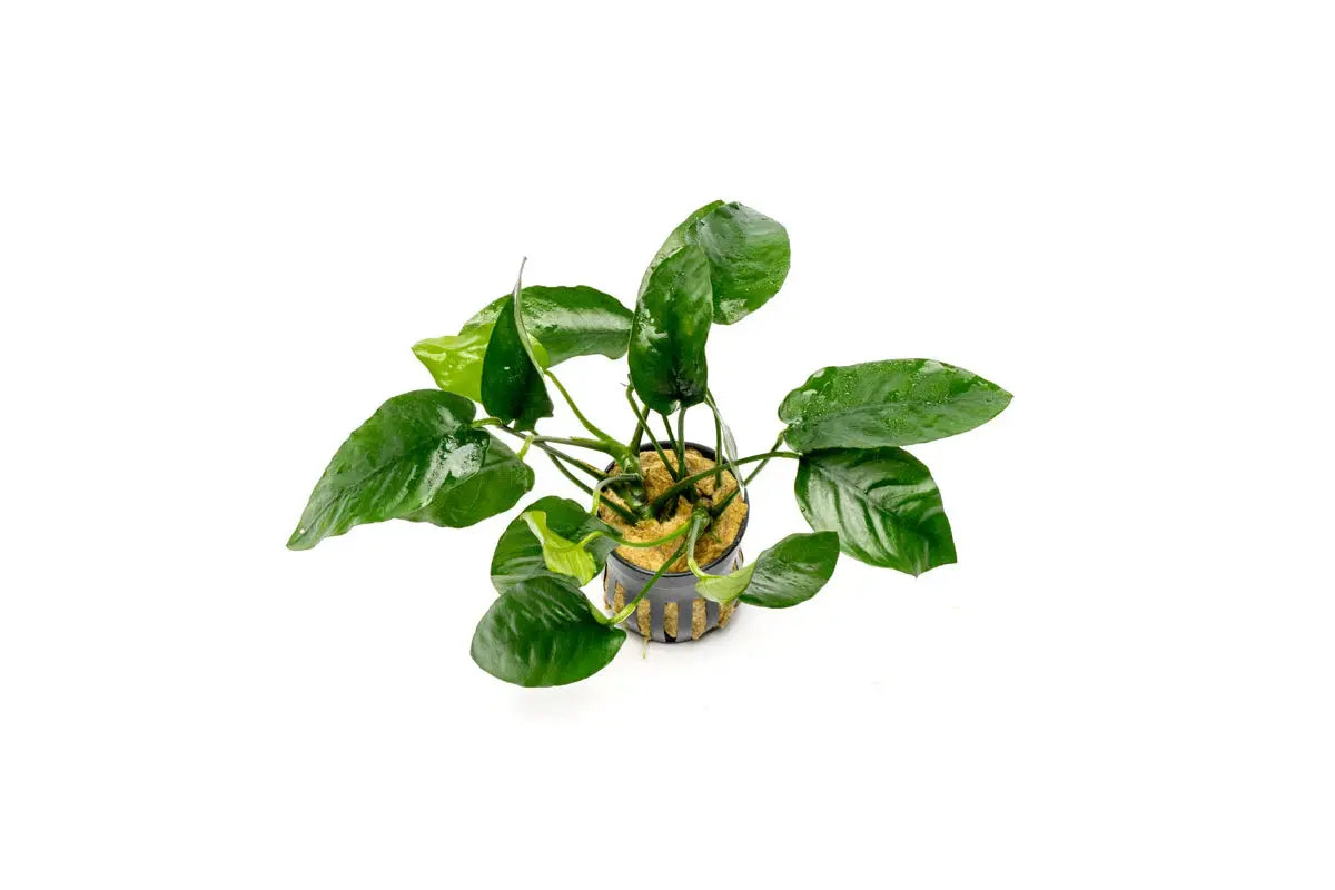 Anubias barteri var. nana ‘Ovalis’  Rounded Leaf Anubias • Compact & Hardy • Perfect for Low-Light Tanks 