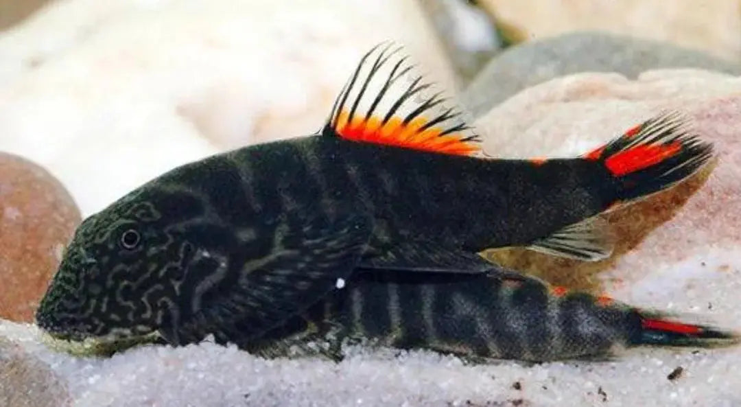 Gastromyzon Red Tail ‘Bloody Mary’ Loach – rare hillstream loach with bright red tail and patterned body, peaceful bottom-dweller for freshwater aquariums.