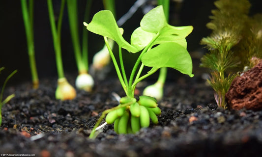 Banana Plant (Nymphoides aquatica) with distinctive banana-shaped tubers and round green leaves in a freshwater planted aquarium