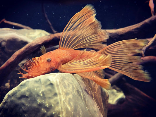 Super Red Longfin Bristlenose Pleco with bright red fins