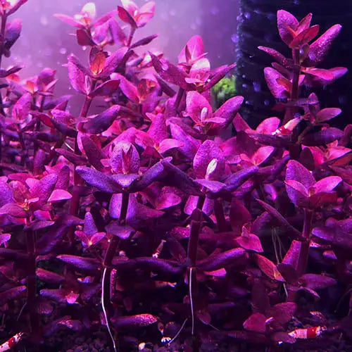 Bacopa salzmannii ‘Purple’ aquarium stem plant with vivid purple leaves in a planted freshwater tank