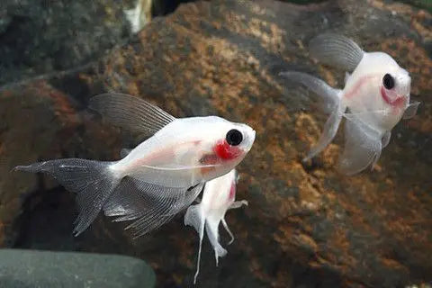 White Longfin Blushing Tetras with translucent flowing fins and red gill accents in a planted aquarium