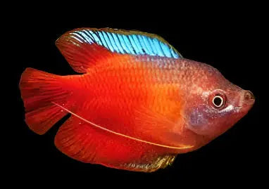 Blood Dwarf Gourami red freshwater centerpiece fish for planted community aquariums
