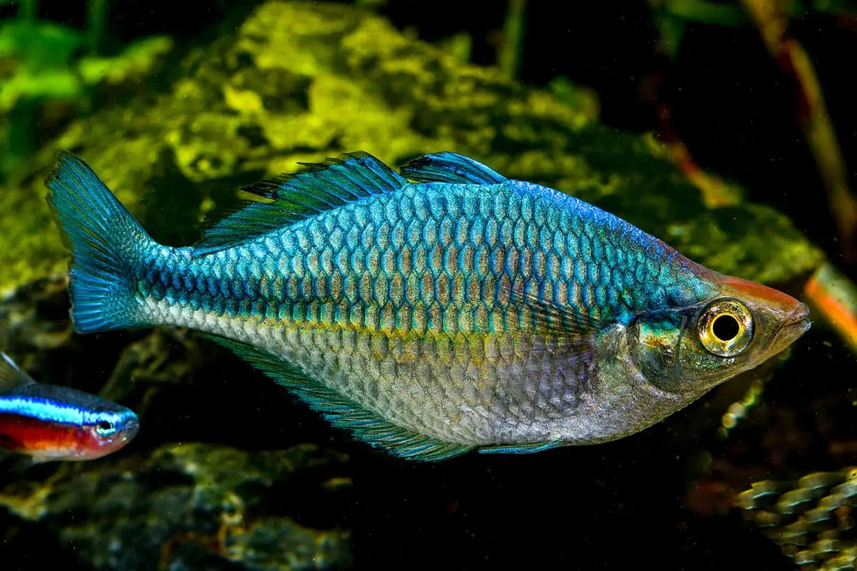 Turquoise Rainbowfish (Melanotaenia lacustris) – vibrant schooling fish with iridescent blue-green body, swimming in a planted freshwater aquarium.