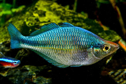 Turquoise Rainbowfish (Melanotaenia lacustris) – vibrant schooling fish with iridescent blue-green body, swimming in a planted freshwater aquarium.