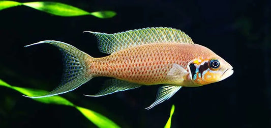 Brichardi Lyretail Cichlid – elegant African cichlid with distinctive lyretail finnage, golden-orange body, and graceful elongated shape in a freshwater aquarium