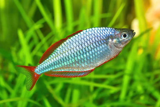 Dwarf Neon Rainbowfish (Melanotaenia praecox) – small freshwater schooling fish with iridescent blue body and bright red fins, swimming in a planted aquarium.