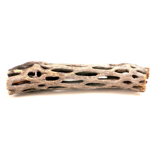Cholla Wood 6” Tropical Treasures Wyo LLC