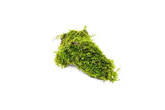 Christmas Moss on x small wood Tropical Treasures Wyo LLC