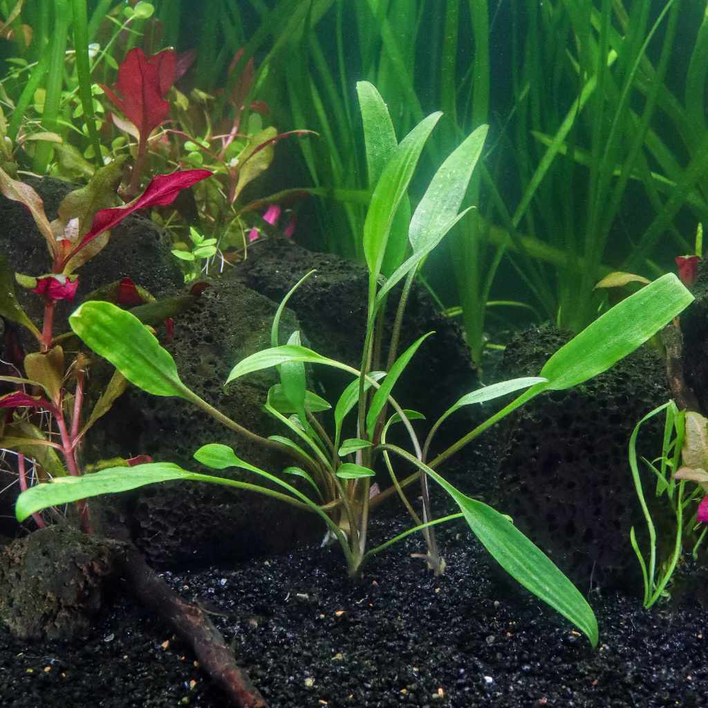 Cryptocoryne lucens aquarium plant