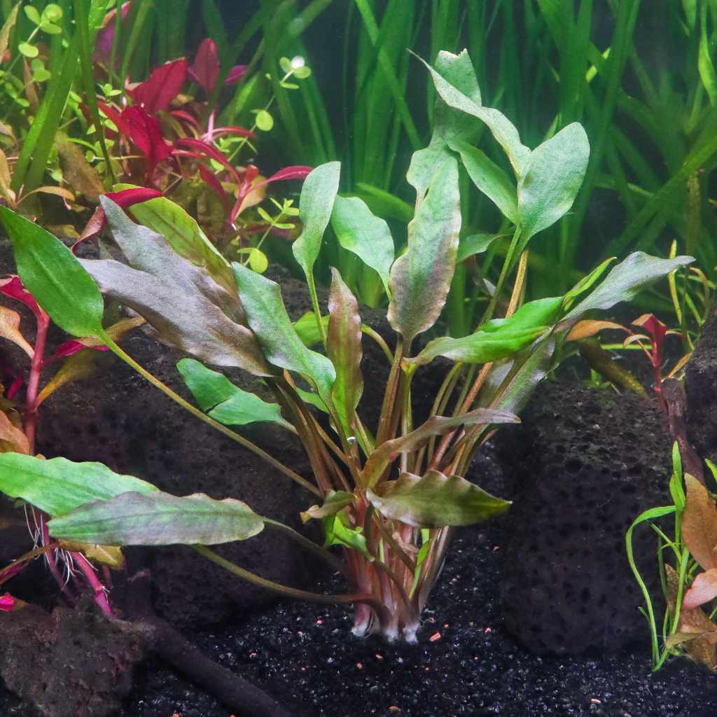Cryptocoryne lutea aquarium plant