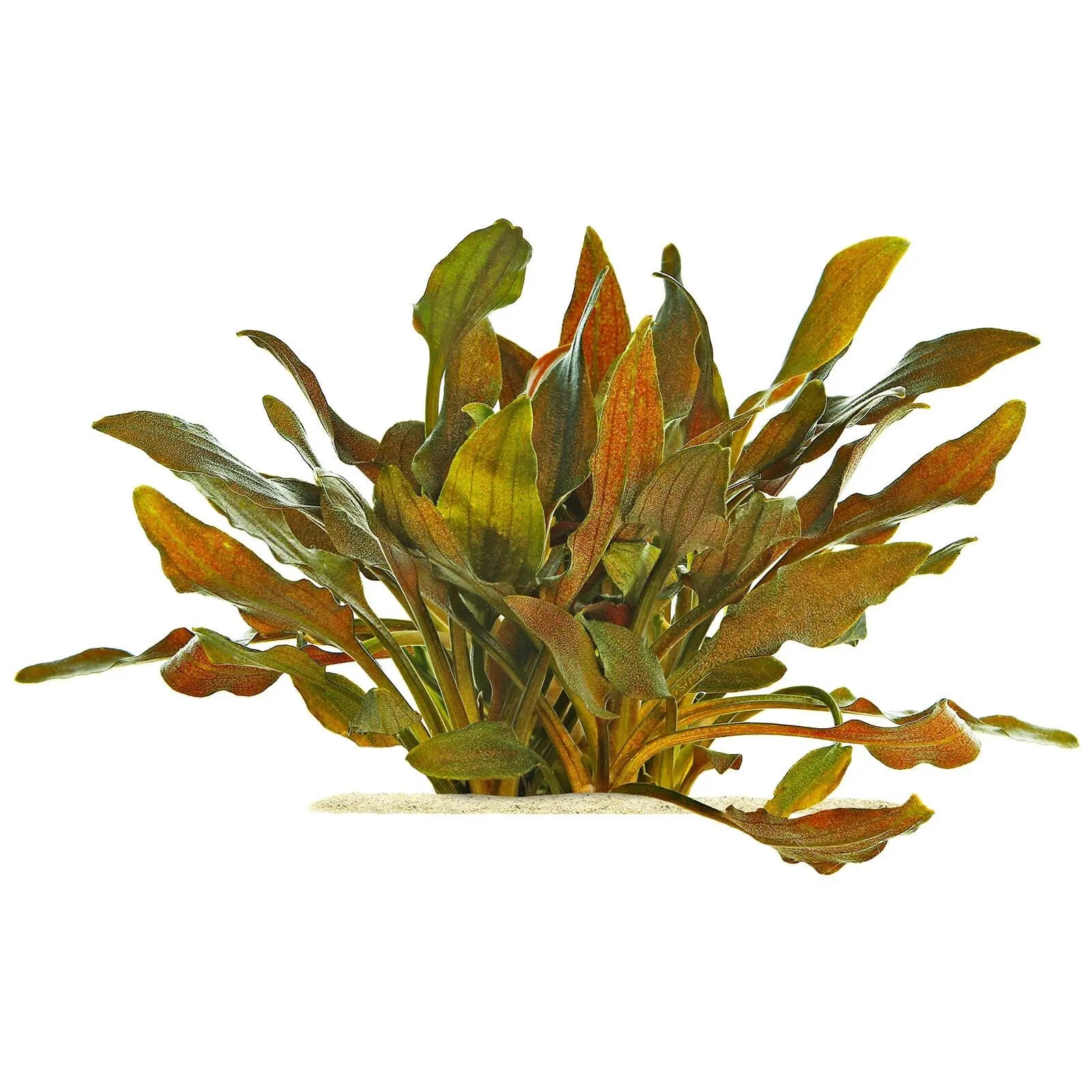 Cryptocoryne walkeri aquarium plant with narrow green bronze leaves