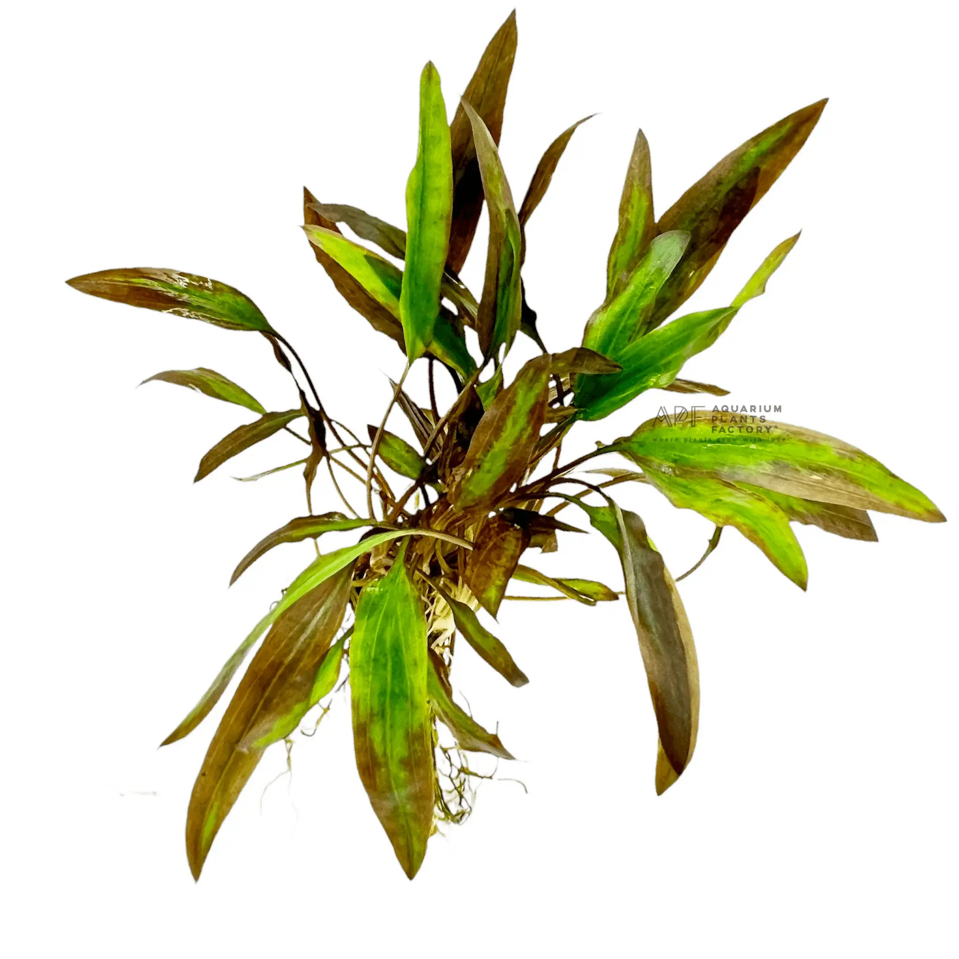 Cryptocoryne affinis red aquarium plant