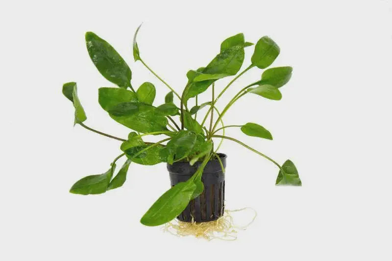 Cryptocoryne willisii aquarium plant