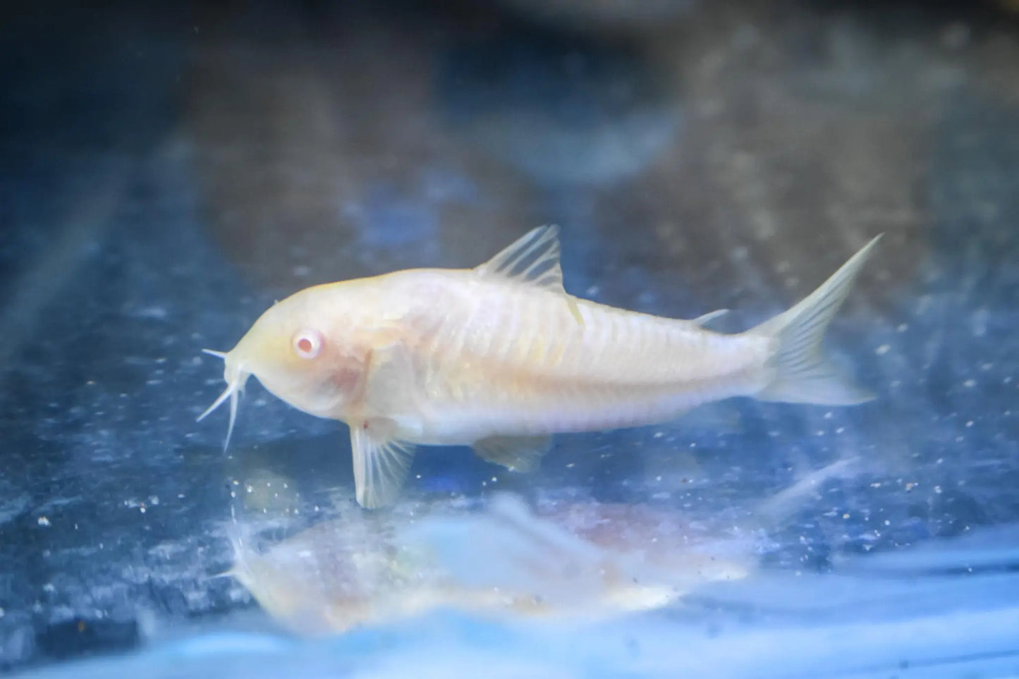 Albino pygmy corydoras nano freshwater catfish