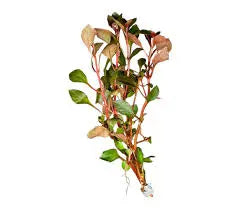 Ludwigia inclinata Red aquarium plant with intense red orange stem growth