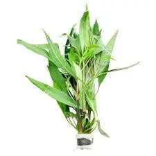 Hygrophila lacustris aquarium plant with elongated green stem growth