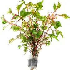 Alternanthera bettzickiana ˜Green Hardy Green Stem Plant Easy Color Contrast Freshwater Aquarium Accent 