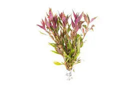 Alternanthera Tricolor aquarium plant with red pink and green leaves