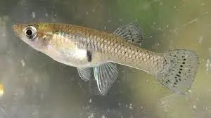 Mosquito Fish (Gambusia affinis) Hardy Livebearer & Natural Pest Control