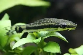 Otocinclus Peru small freshwater catfish algae eater with peaceful temperament, grazing on algae in a planted aquarium.