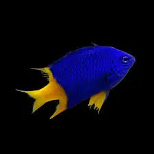 Damsel | Yellowtail Blue Damsel (Chrysiptera parasema) 