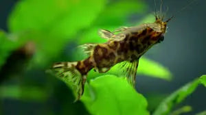 Catfish | Upside Down Catfish (Synodontis nigriventris) 