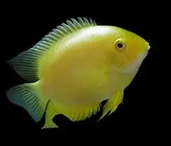 Yellow Tiger Severum | Heros efasciatus Freshwater CichlidÂ 