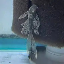 LF Green Dragon Bushy Nose Pleco (Ancistrus sp.) – Live Freshwater Fish 