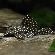 L201 Orinoco Snowball Pleco — Striking Spotted Dwarf Pleco 