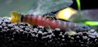 Crimson Loach (Schistura sp.) — Active Freshwater Bottom-Dwelling Loach 