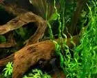 Vesuvius Sword – Echinodorus ‘Vesuvius’ aquarium plant with twisting spiral leaves in freshwater planted tank
