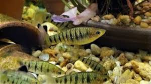 Tiger Limia (Limia tigrium) – peaceful livebearer with bold black vertical stripes and golden body swimming in a planted freshwater aquarium