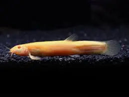 Gold Dojo Loach (Golden Weather Loach) Active Bottom Dweller Hardy Freshwater Fish Fun & Interactive 