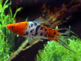 Tricolor Swordtail (Xiphophorus hellerii) Vibrant Three-Color Livebearer 
