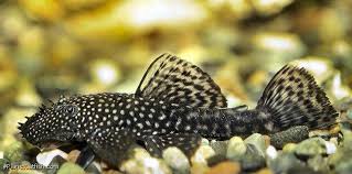 Ancistrus damasceni Rare Bristlenose Pleco Species 