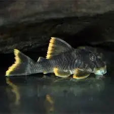 L076 Orange Seam Pleco – Striking Pseudacanthicus with Bright Orange Fin Edges 