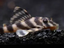 L015 Candy Striped Pleco (Peckoltia vittata) Beautiful Small Striped Pleco 