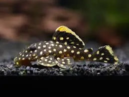 Golden Nugget Pleco L018 (Baryancistrus xanthellus) Iconic Yellow-Spotted Pleco 