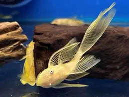 Longfin Blue Eye Lemon Bristlenose Pleco (Ancistrus sp.) care guide – yellow pleco with extended fins and blue eyes, peaceful algae-eating freshwater catfish.