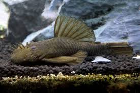Bushy Nose Green Dragon Pleco (Ancistrus sp.) Hardy Algae-Eating Bristlenose Variant 