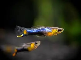 Black Bar Endler (Male) – Vibrant Livebearer with Bold Black Markings 